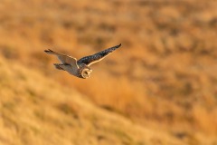 Short-eared Owl By Jeff Dakin