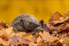 Autumn Hedgehog by Jeff Dakin