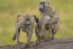 Olive Baboons by Steve Gresty