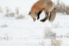Jumping Red Fox by David Tolliday