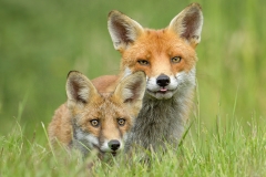 Vixen and Cub Gaze by Steve Gresty