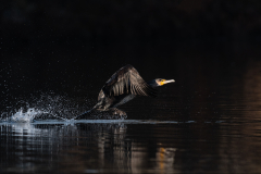 Cormorant by Jeff Dakin - 20 Points