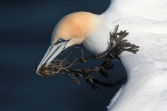 Ganet with Nest Material by Dave Tolliday - 18 Points