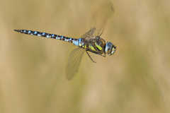 Male Migrant Hawker in Flight By Steve Gresty - 18 Points