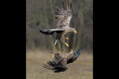White Tailed Eagle Confrontation By Steve Gresty - 20 Points