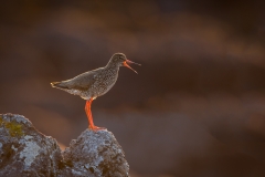 Redshank calling