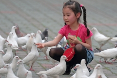 Feeding the Birds