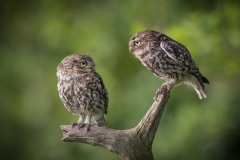 Little Owls