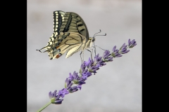 Swallowtail