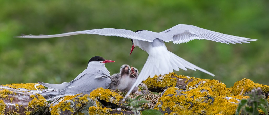 Arctic Terns feeding their chicks