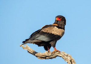 Bateleur