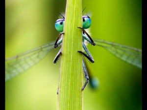 Blue tailed damselfy by Alison Lomax