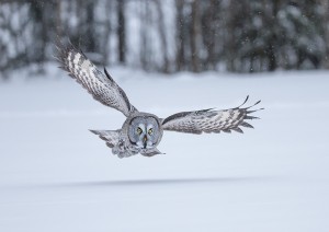 Great Grey Owl hunting by Conor Molloy