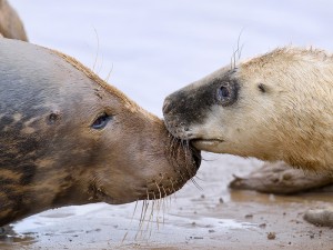 Mother and baby seal by Steve Gresty