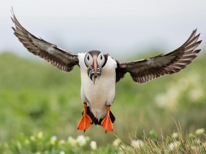 Puffin landing by David Tolliday