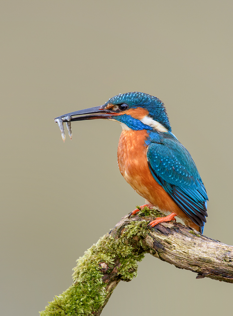 Kingfisher with two fish b