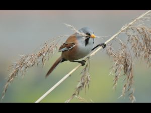 Bearded Reedling with Nest Material by David Tolliday