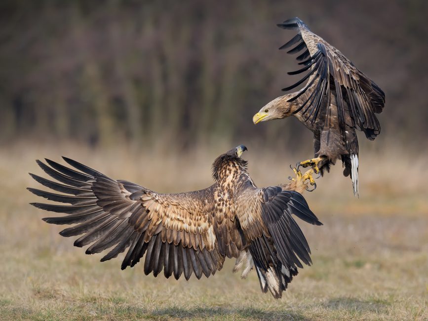 White Tailed Eagle Tussle - Steve Gresty - 20 pts