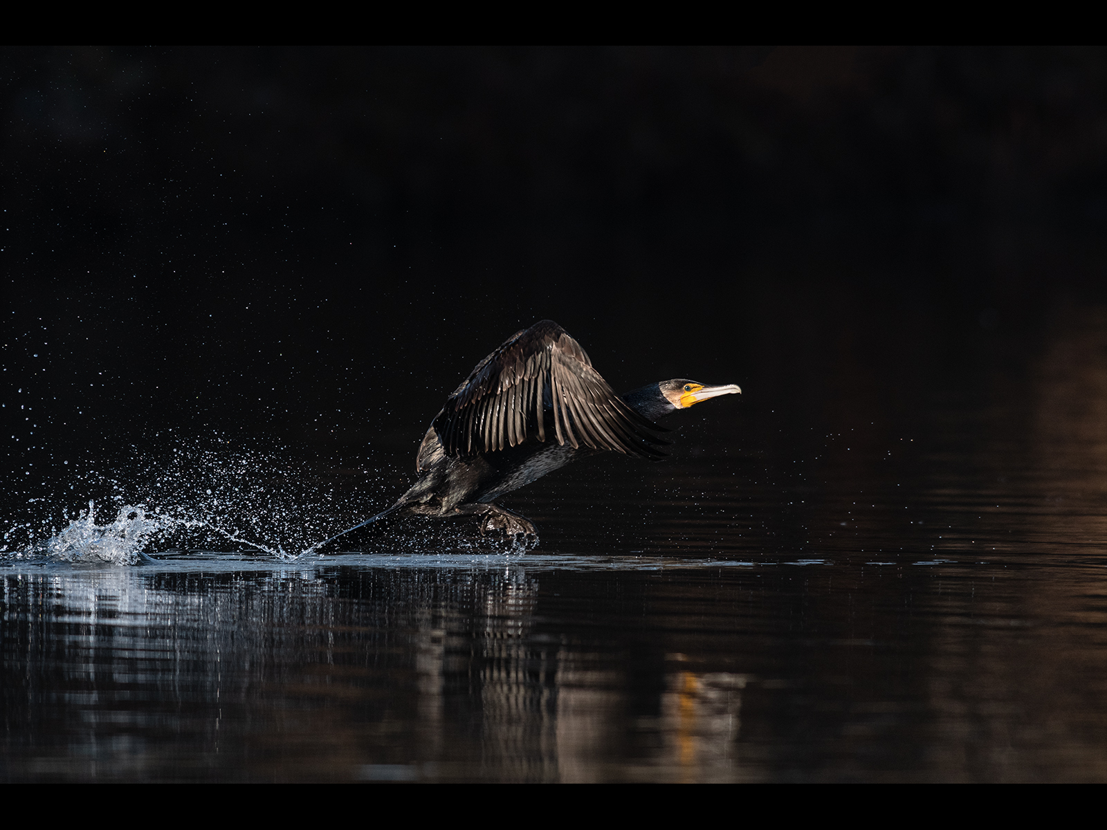 Cormorant by Jeff Dakin - 20 Points