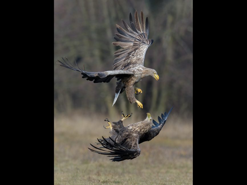 White Tailed Eagle Conflict