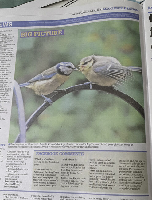 Macclesfield Express - Feeding Blue Tits by Roy Dickinson