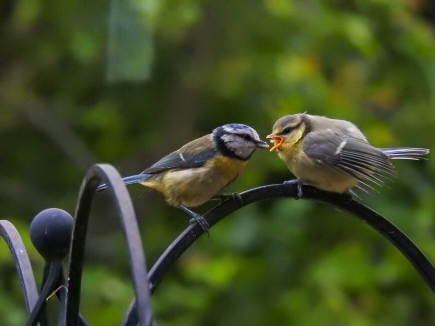 Feeding Time by Roy Dickinson