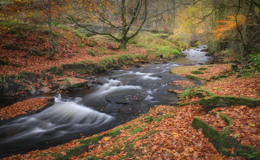 Autumn at Clough Brook by Alex White