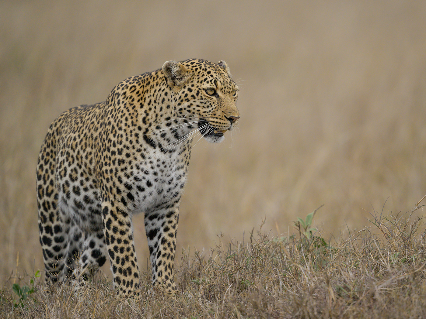 Leopard by Steve Gresty