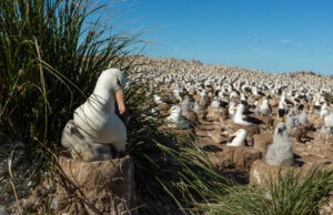 Black Browed Albatross by Kevin & Alison Lomax