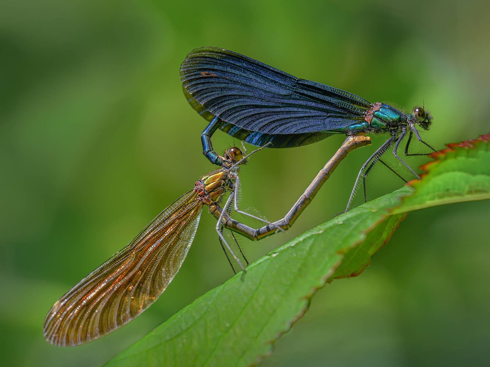 Mating Beautiful Demoiselle by Steve Gresty