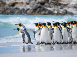 Volunteer King Penguin by Kevin & Alison Lomax