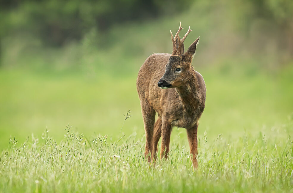 Roe deer Buck. Time to stand and stare by Jeff Dakin