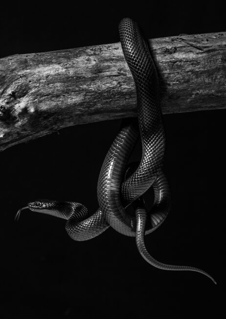 Snake Knot by Irene Lea