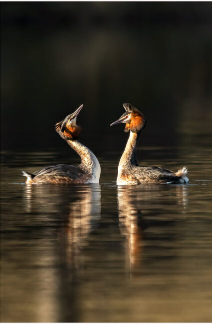 Great Crested Grebe Courtship by Jeff Dakin