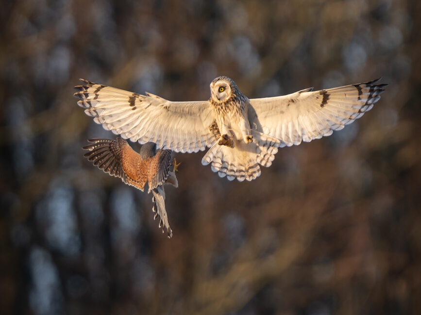 Kestrel Challenging Short-eared Owl for a Vole by Steve Gresty