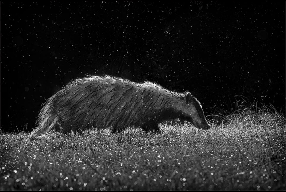 Brock on a Wet Night by Jeff Dakin