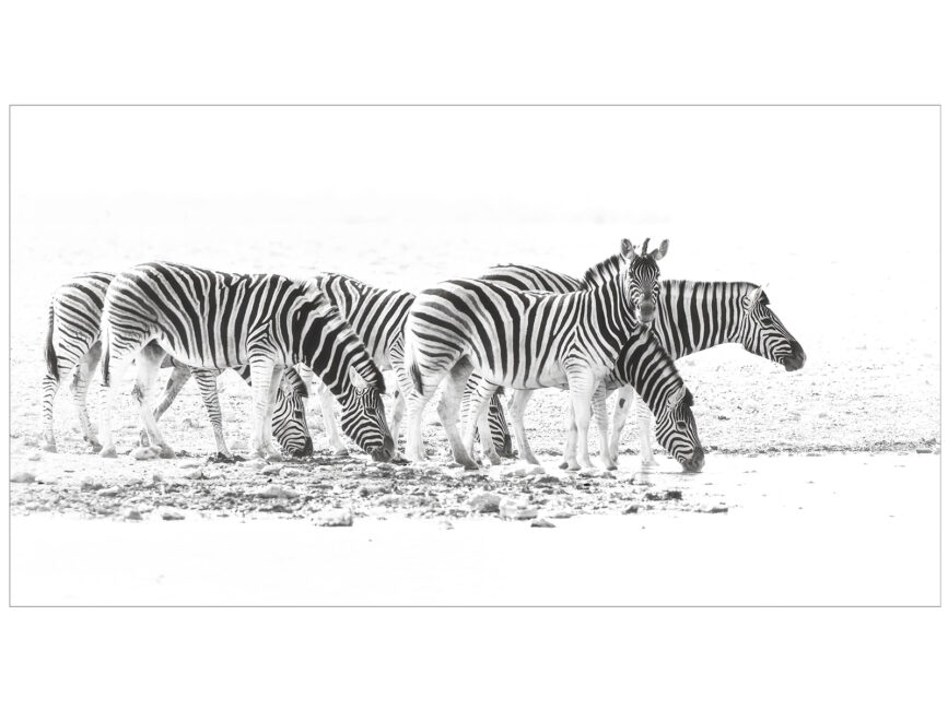 Plains Zebras by Kevin Blake