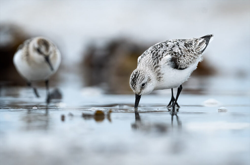 Sanderlings on the Beach by Jeff Dakin