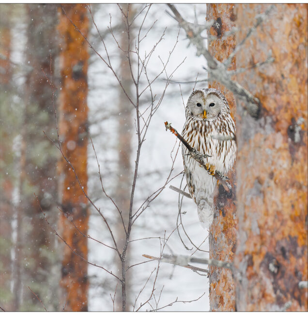 Ural Owl by Kevin Blake