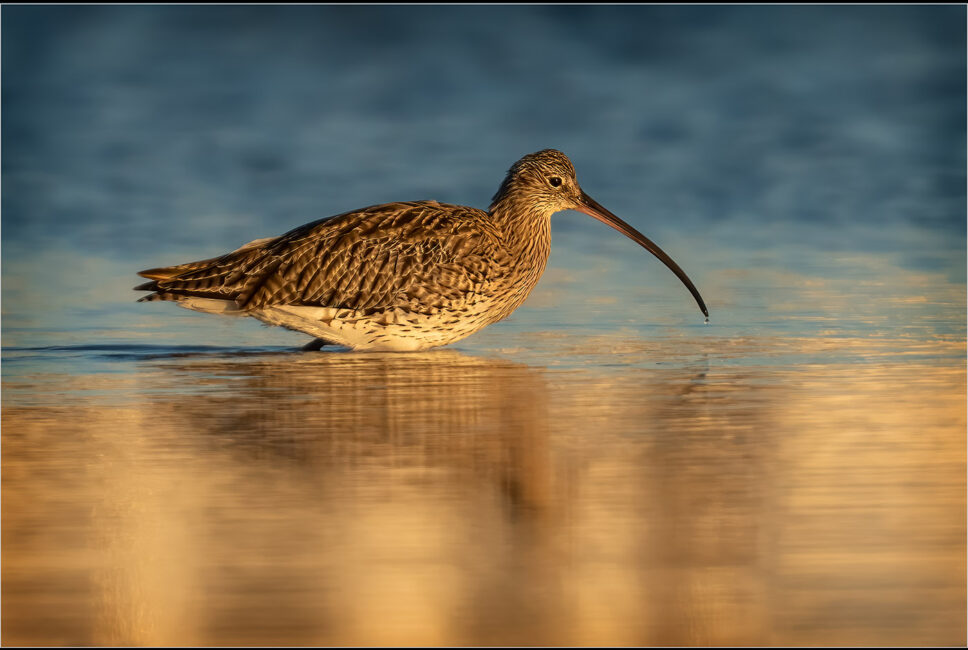 Wading Curlew by Jeff Dakin