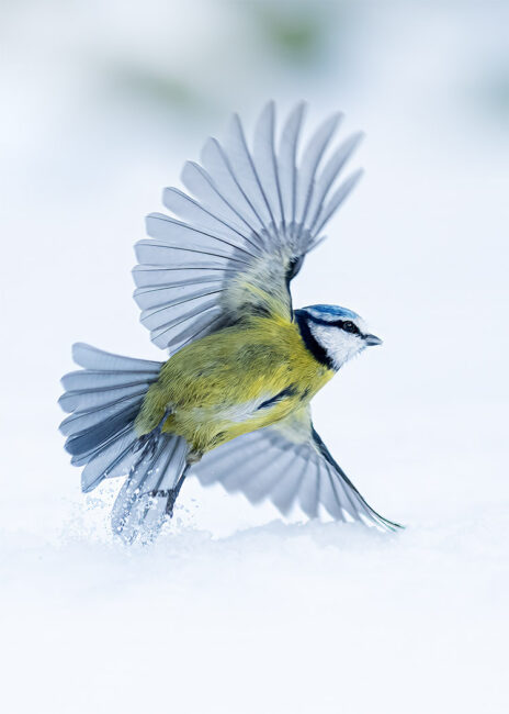 Blue Tit - I can do a Cartwheel by Jeff Dakin