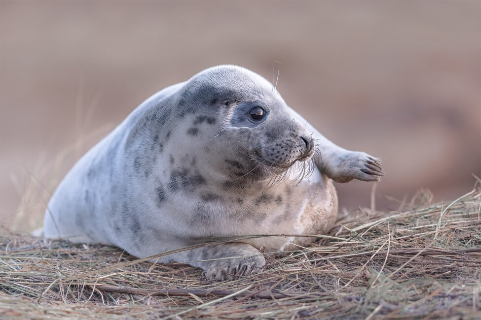 Seal Pup by Jeff Dakin