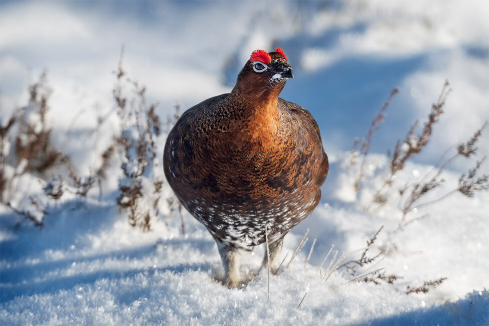 Red Grouse by Jeff Dakin