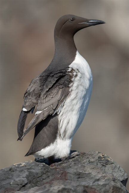 Guillemot posing on the Farne Islands by Jeff Dakin