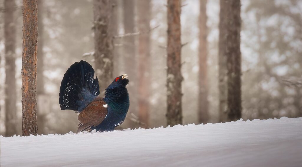 Capercaillie - Crazy Charlie by Kevin Blake