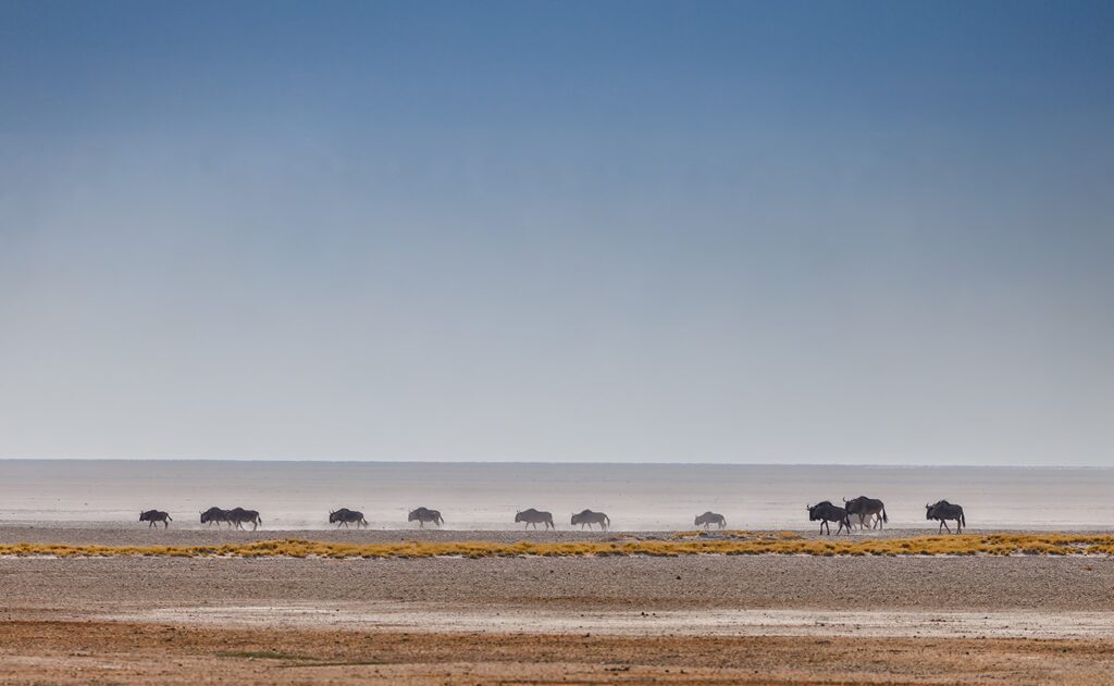 Etosha Wildebeests by Kevin Blake