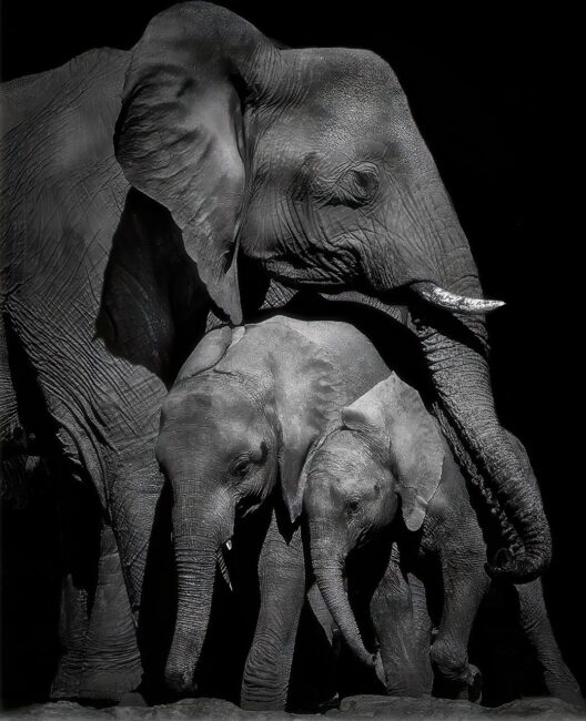 Family by Kevin Blake
