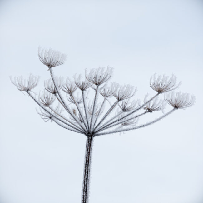 Hoare Frost by Denis Jones