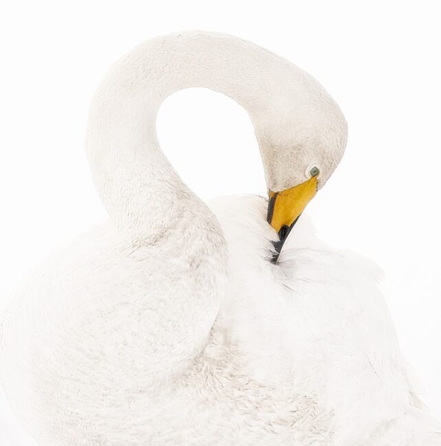 Whopper Swan by Kevin Blake