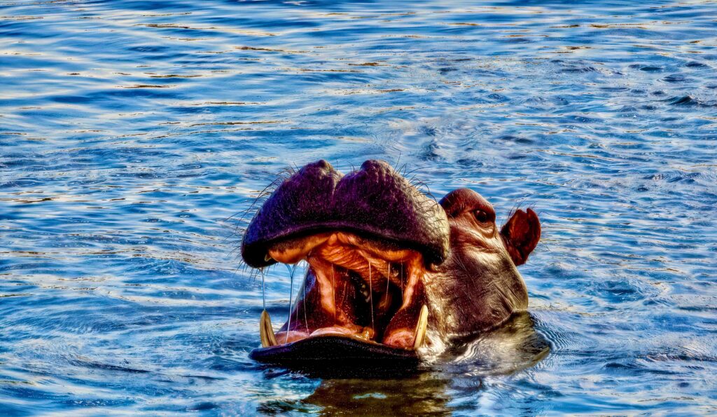 Hippos on the Zambezi by Rob Carrington-Porter